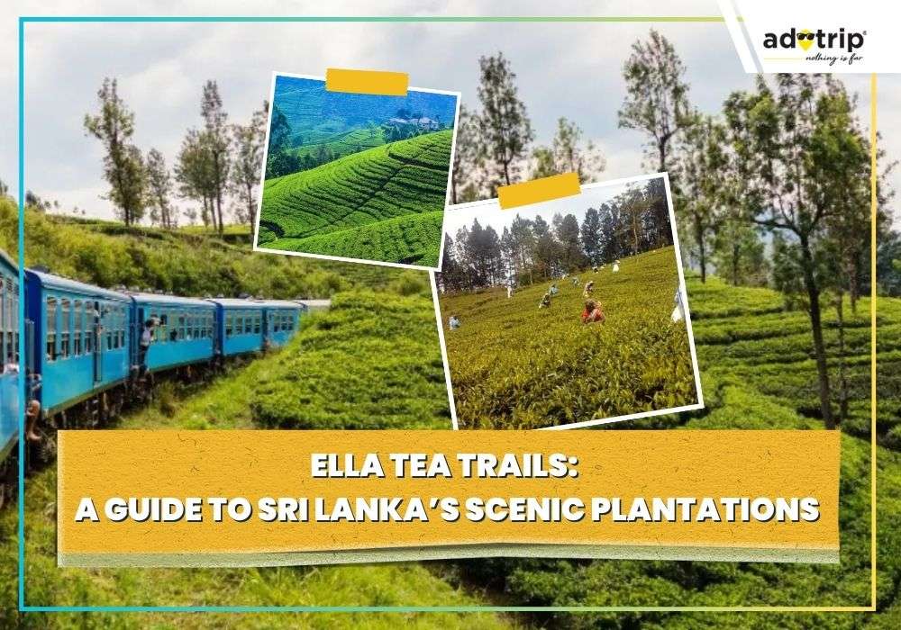 Ella Tea Trails A Guide to Sri Lanka’s Scenic Plantations